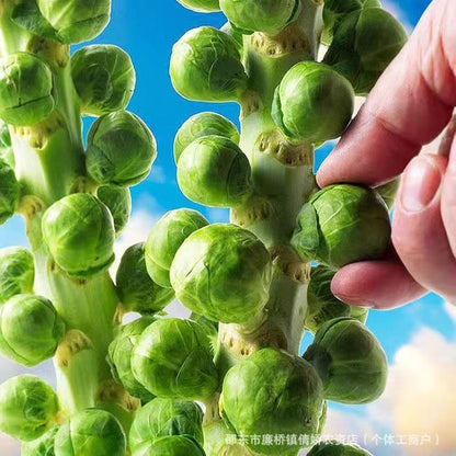 🥬 Mini Cabbage Seeds | 🔥Buy 1 Get 1 Free🔥