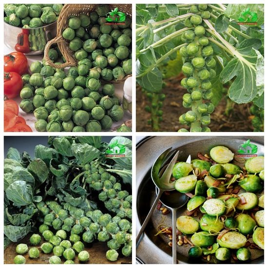 🥬 Mini Cabbage Seeds | 🔥Buy 1 Get 1 Free🔥