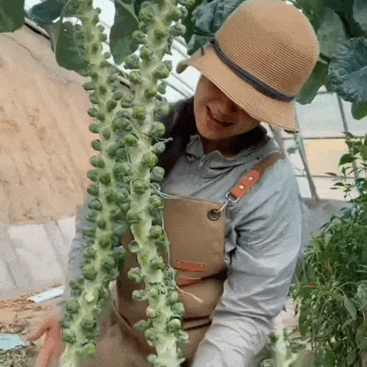 🥬 Mini Cabbage Seeds | 🔥Buy 1 Get 1 Free🔥