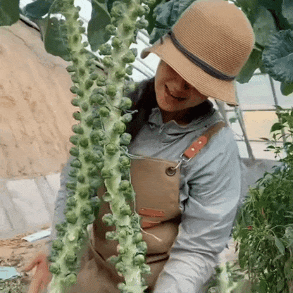 🥬 Mini Cabbage Seeds | 🔥Buy 1 Get 1 Free🔥