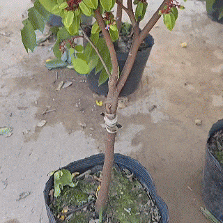 🌱 F1 Japanese Super Sweet Balimbing Seeds | 🔥Buy 1 Get 1 Free🔥