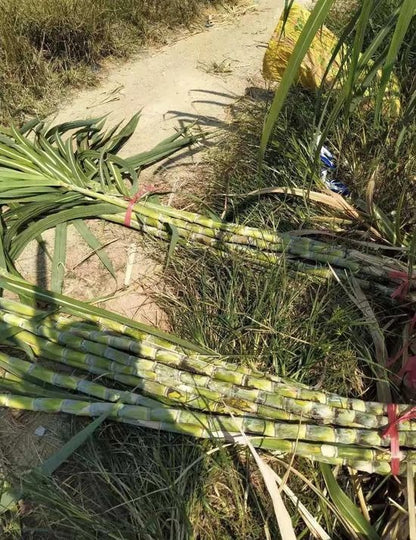 Sugarcane Seeds (High Yield) | 🔥Buy 1 Get 1 Free🔥