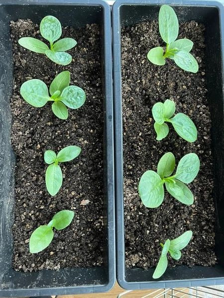 🌿 Malabar Spinach Seeds | 🔥Buy 1 Get 1 Free🔥