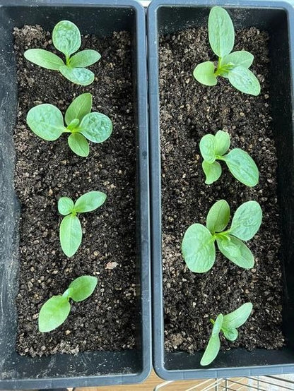 🌿 Malabar Spinach Seeds | 🔥Buy 1 Get 1 Free🔥