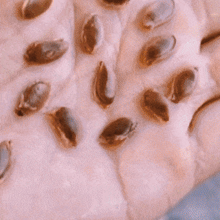 🌱 F1 Japanese Super Sweet Balimbing Seeds | 🔥Buy 1 Get 1 Free🔥