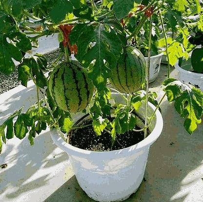 Potted small watermelon seeds | 🔥Buy 1 Get 1 Free🔥