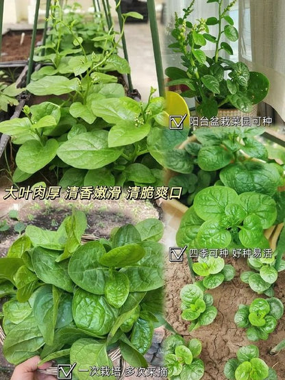 🌿 Malabar Spinach Seeds | 🔥Buy 1 Get 1 Free🔥