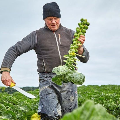 🥬 Mini Cabbage Seeds | 🔥Buy 1 Get 1 Free🔥