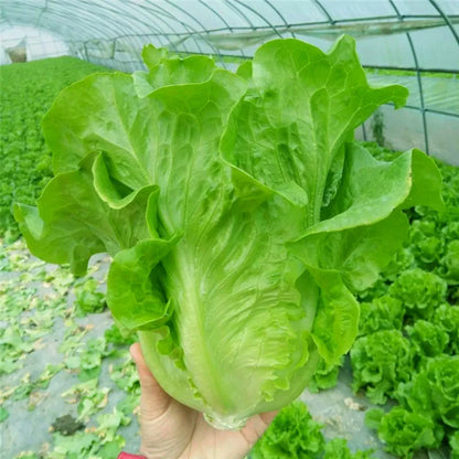 200 Lettuce seeds | 🔥Buy 1 Get 1 Free🔥