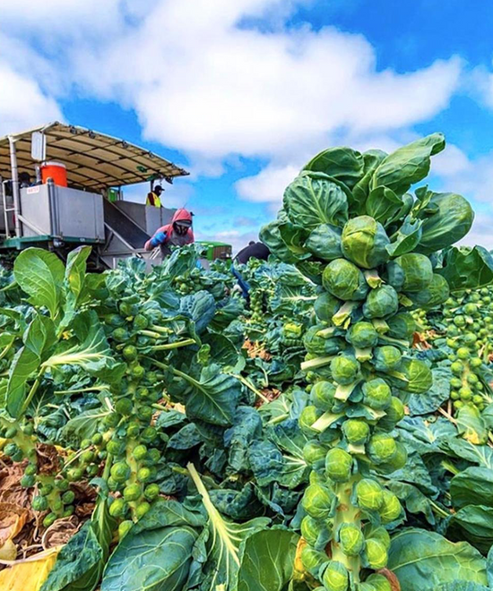 🥬 Mini Cabbage Seeds | 🔥Buy 1 Get 1 Free🔥