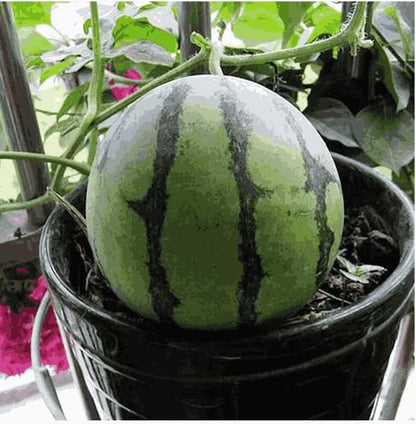 Potted small watermelon seeds | 🔥Buy 1 Get 1 Free🔥