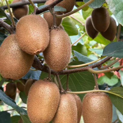 Kiwi Fruit Seeds🥝 | 🔥Buy 1 Get 1 Free🔥