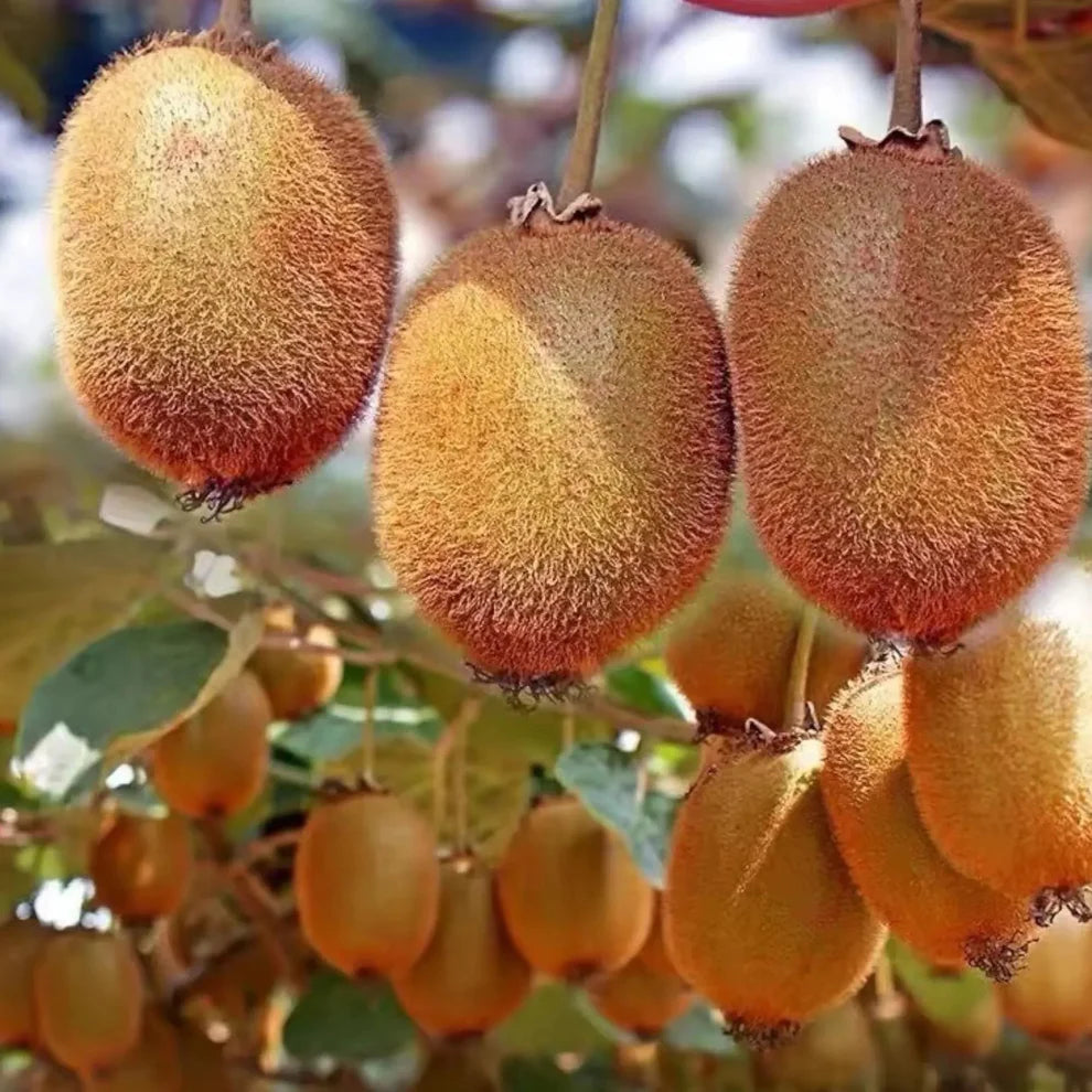 Kiwi Fruit Seeds🥝 | 🔥Buy 1 Get 1 Free🔥