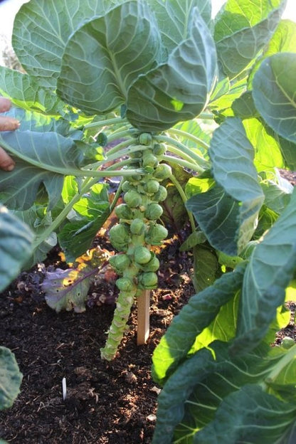 🥬 Mini Cabbage Seeds | 🔥Buy 1 Get 1 Free🔥