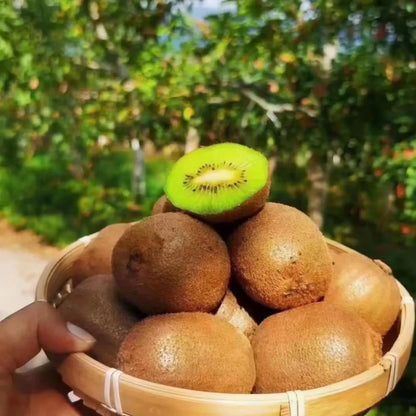 Kiwi Fruit Seeds🥝 | 🔥Buy 1 Get 1 Free🔥