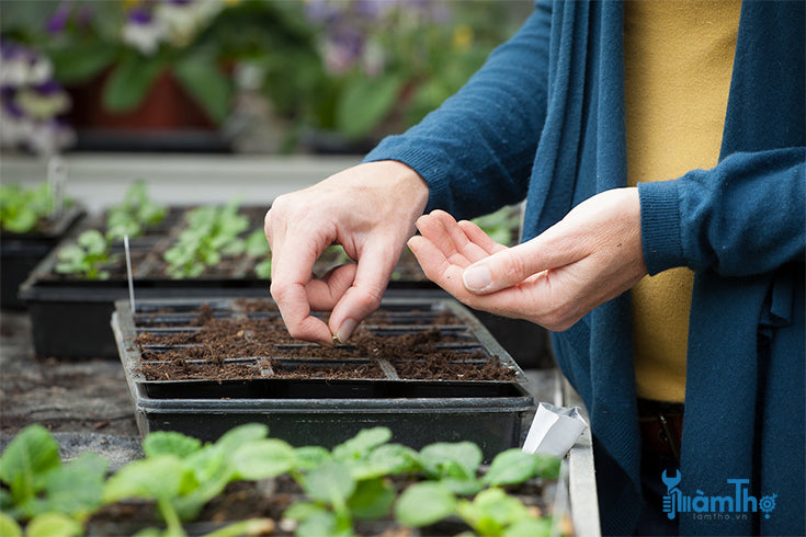 🥒 Superfruit Cluster Cucumber Seeds | 🔥Buy 1 Get 1 Free🔥
