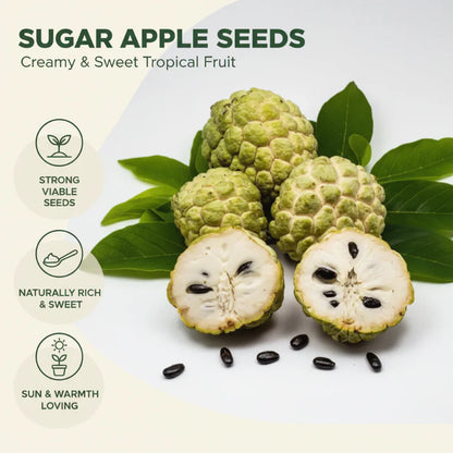 🍈 Easy-to-Grow Buddha Fruit Seeds ✨ | 🔥Buy 1 Get 1 Free🔥