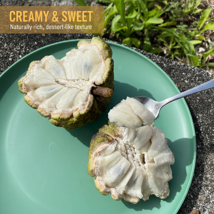 🍈 Easy-to-Grow Buddha Fruit Seeds ✨ | 🔥Buy 1 Get 1 Free🔥