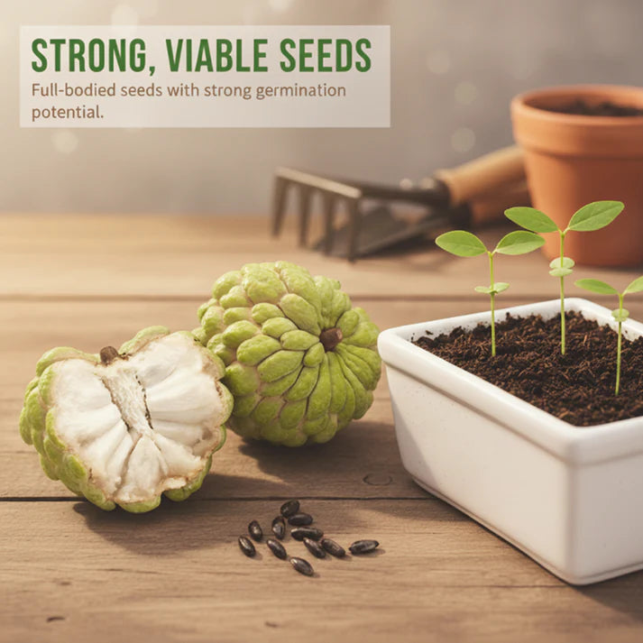 🍈 Easy-to-Grow Buddha Fruit Seeds ✨ | 🔥Buy 1 Get 1 Free🔥