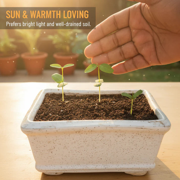 🍈 Easy-to-Grow Buddha Fruit Seeds ✨ | 🔥Buy 1 Get 1 Free🔥