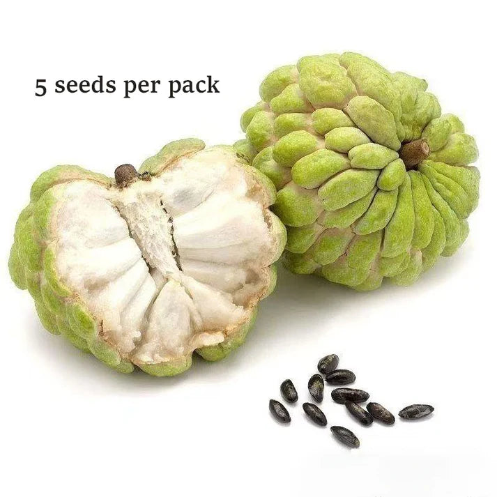 🍈 Easy-to-Grow Buddha Fruit Seeds ✨ | 🔥Buy 1 Get 1 Free🔥