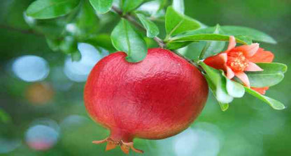 🍎 Crystal Pomegranate Seeds | 🔥Buy 1 Get 1 Free🔥